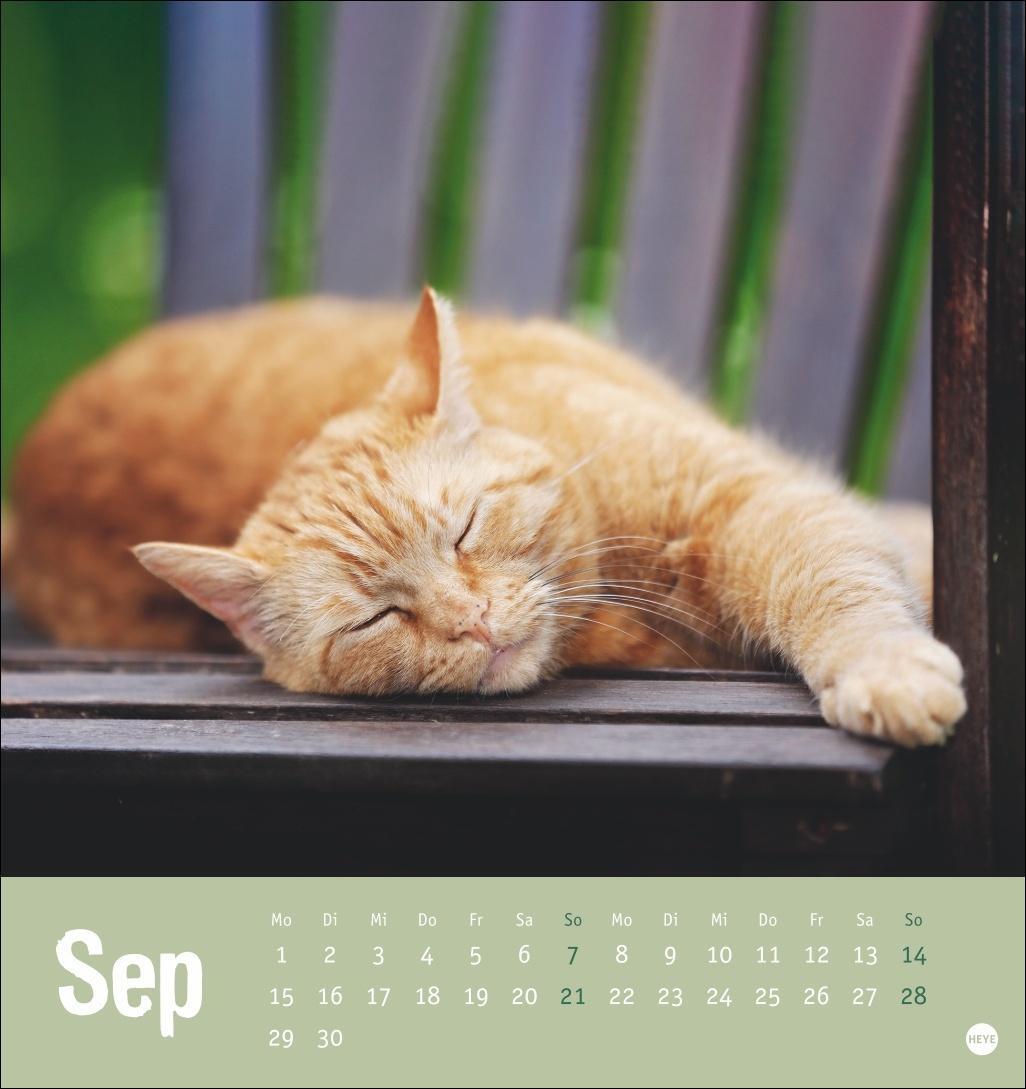 Bild: 9783756407088 | Tierisch entspannte Katzen Postkartenkalender 2025 | Heye | Kalender