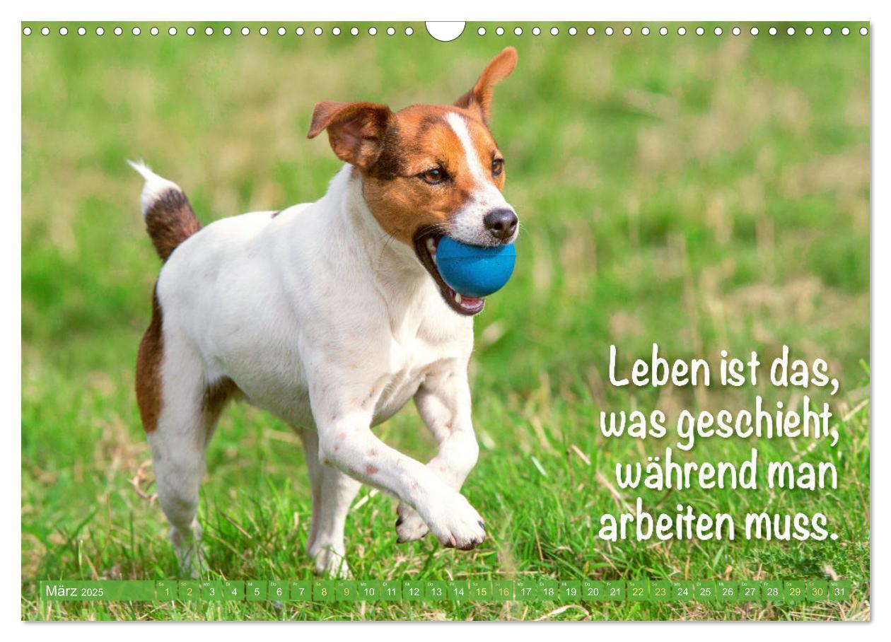 Bild: 9783457199794 | Jack Russell Terrier: flink und verspielt (Wandkalender 2025 DIN A3...