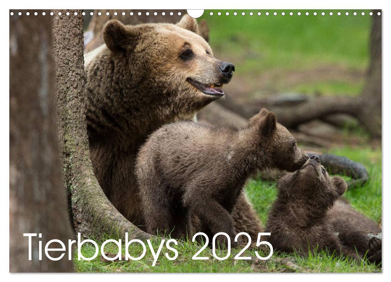 Cover: 9783435562893 | Tierbabys 2025 (Wandkalender 2025 DIN A3 quer), CALVENDO...