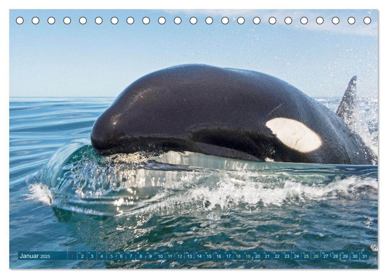 Bild: 9783383866050 | Orcas: Schwarz-weiße Giganten (Tischkalender 2025 DIN A5 quer),...