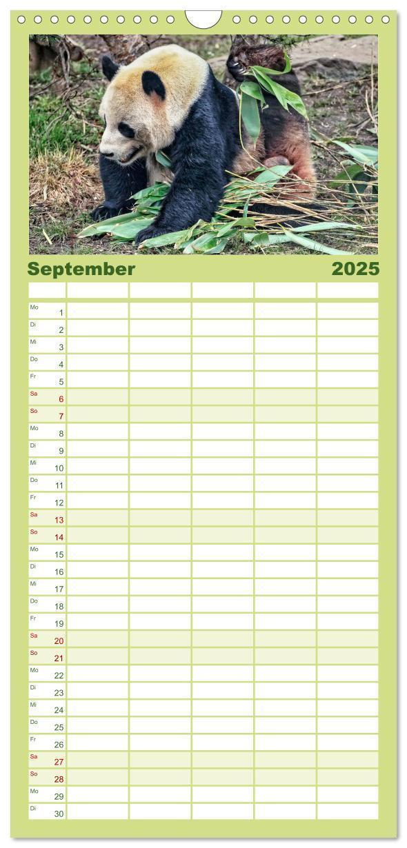 Bild: 9783457116166 | Familienplaner 2025 - Niedlicher Panda mit 5 Spalten (Wandkalender,...