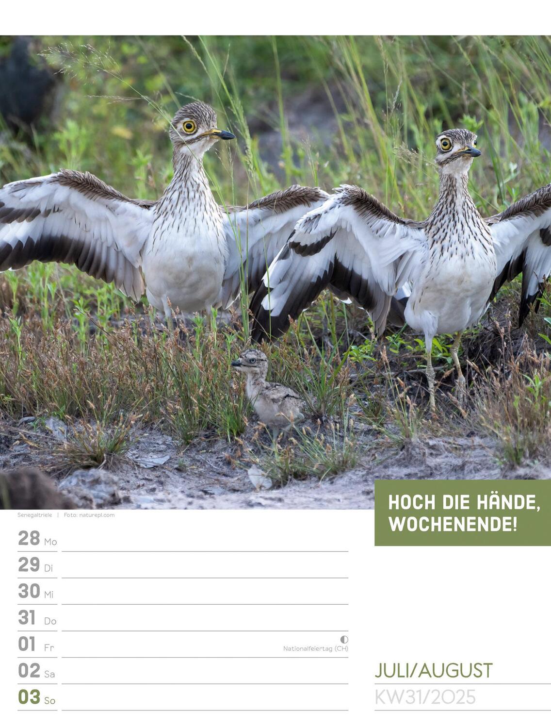 Bild: 9783838425962 | Tierisch! Sprüchekalender - Wochenplaner Kalender 2025 | Kunstverlag