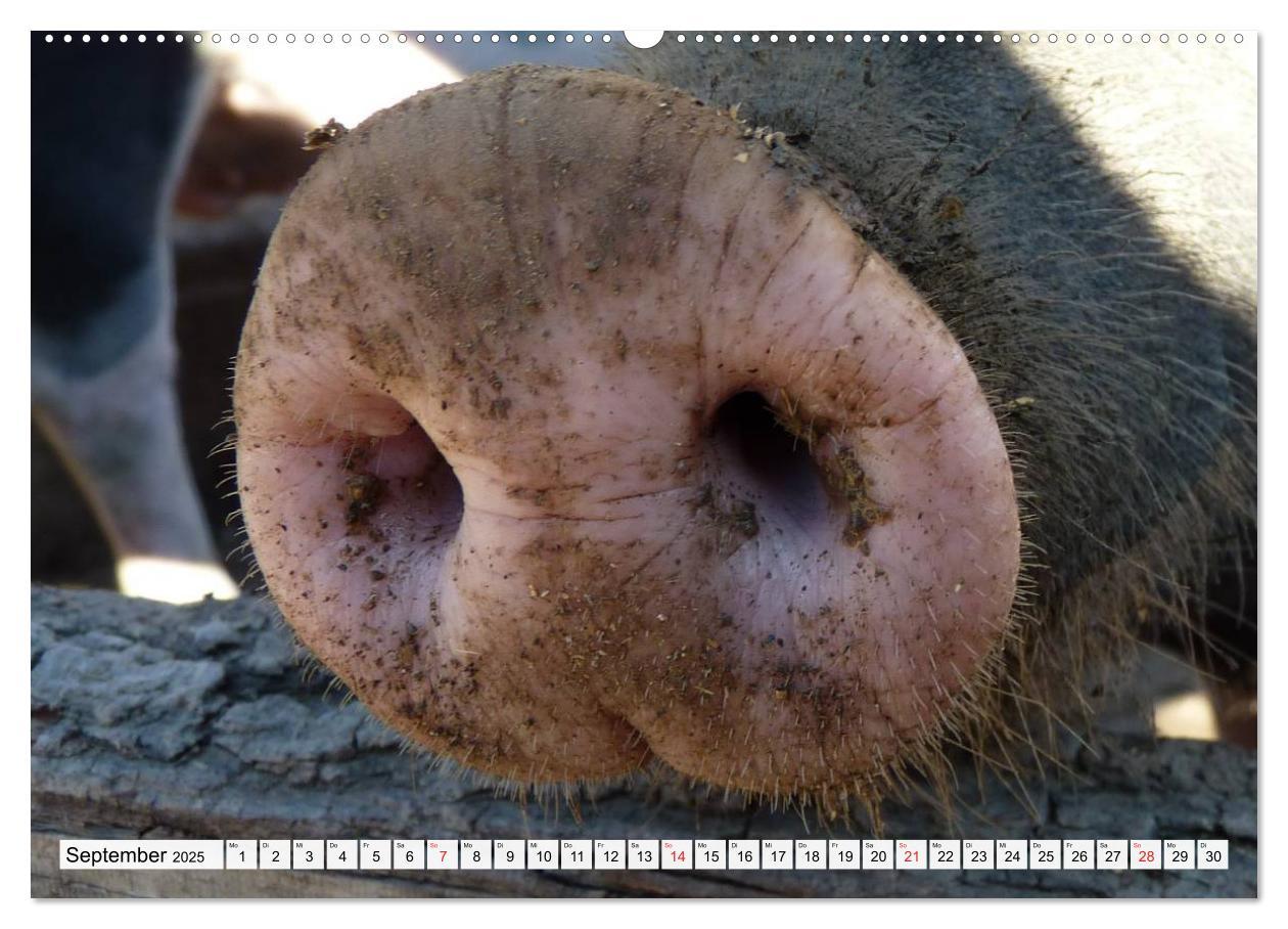 Bild: 9783435601400 | Von Säuen die Schwein haben! (Wandkalender 2025 DIN A2 quer),...