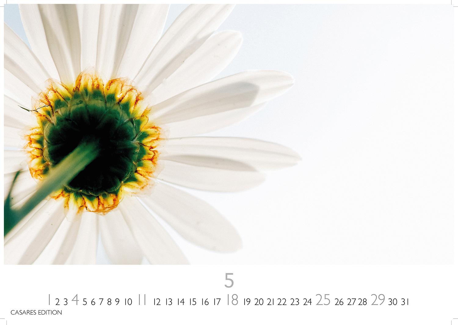 Bild: 9781835242162 | Flower Fantasy 2025 L 35x50cm | Kalender | 14 S. | Deutsch | 2025