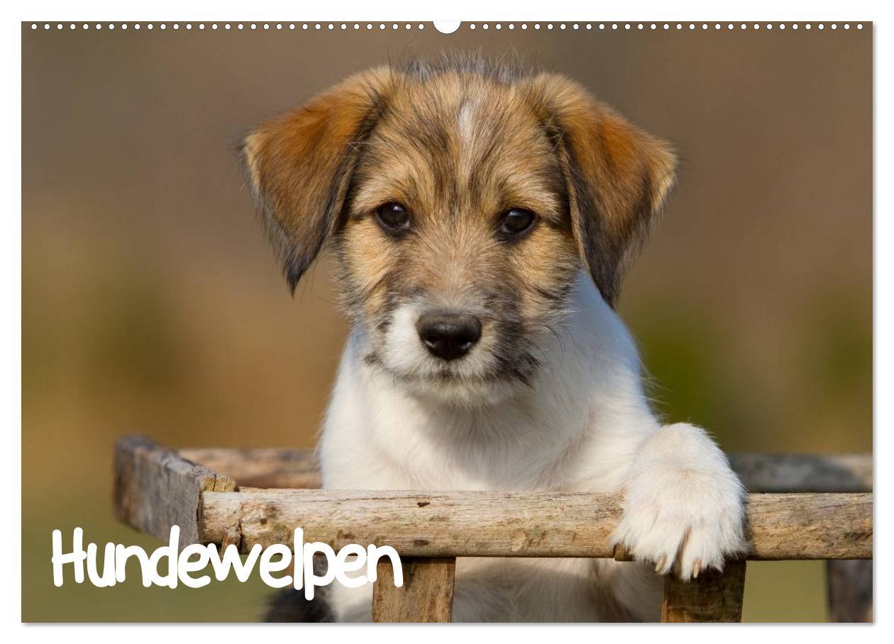 Cover: 9783435822652 | Hundewelpen (Wandkalender 2025 DIN A2 quer), CALVENDO Monatskalender