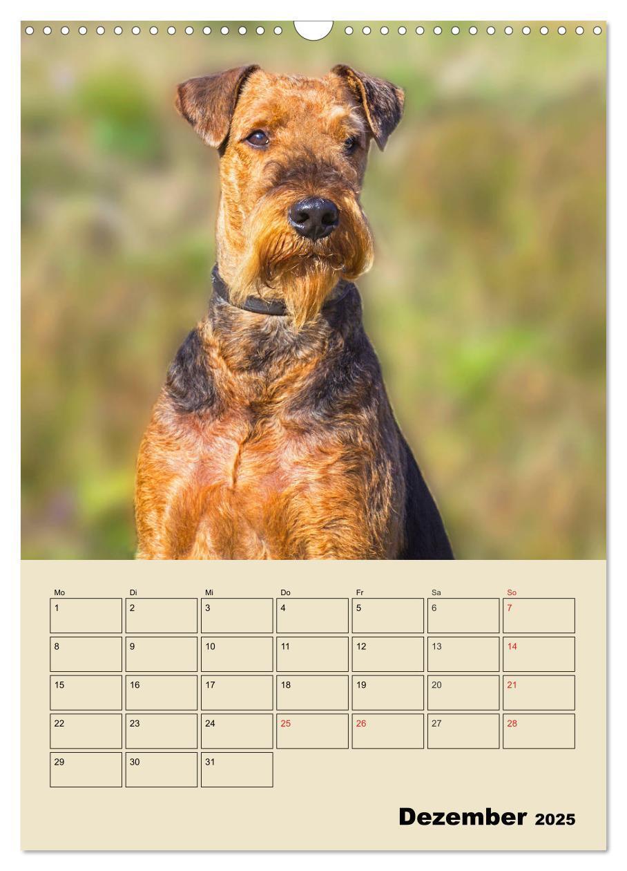 Bild: 9783435960361 | Airedale Terrier - Temperament auf 4 Pfoten (Wandkalender 2025 DIN...