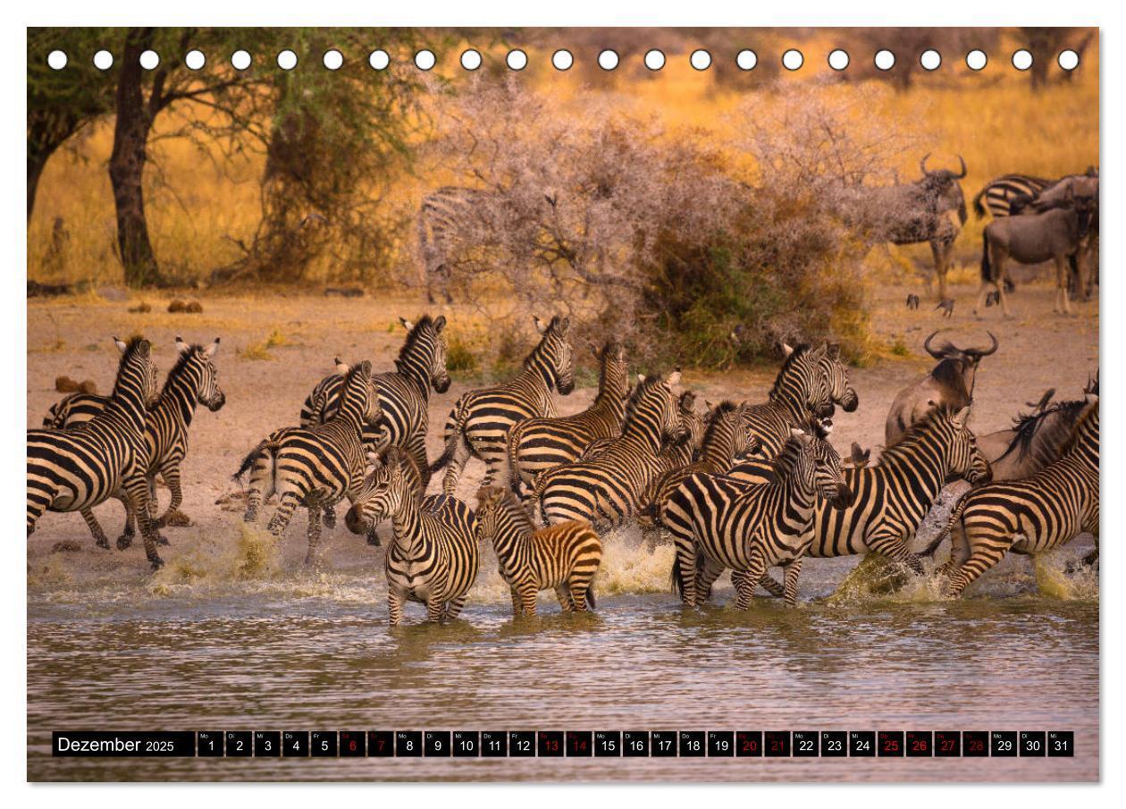 Bild: 9783435341252 | Tansania - Tierwanderung in der Serengeti (Tischkalender 2025 DIN...