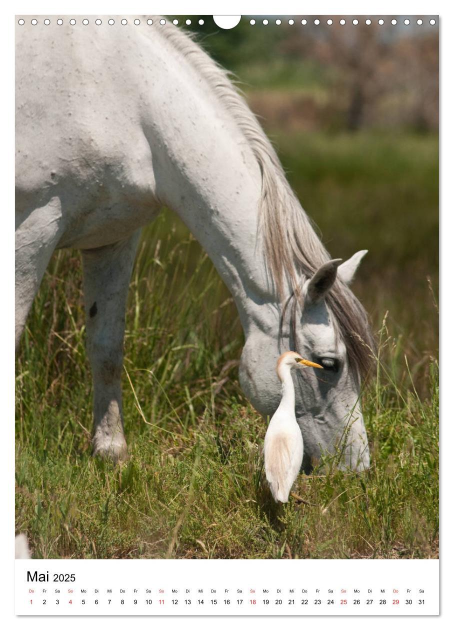 Bild: 9783435971725 | Camargue Pferde - weiße Mähnen (Wandkalender 2025 DIN A3 hoch),...