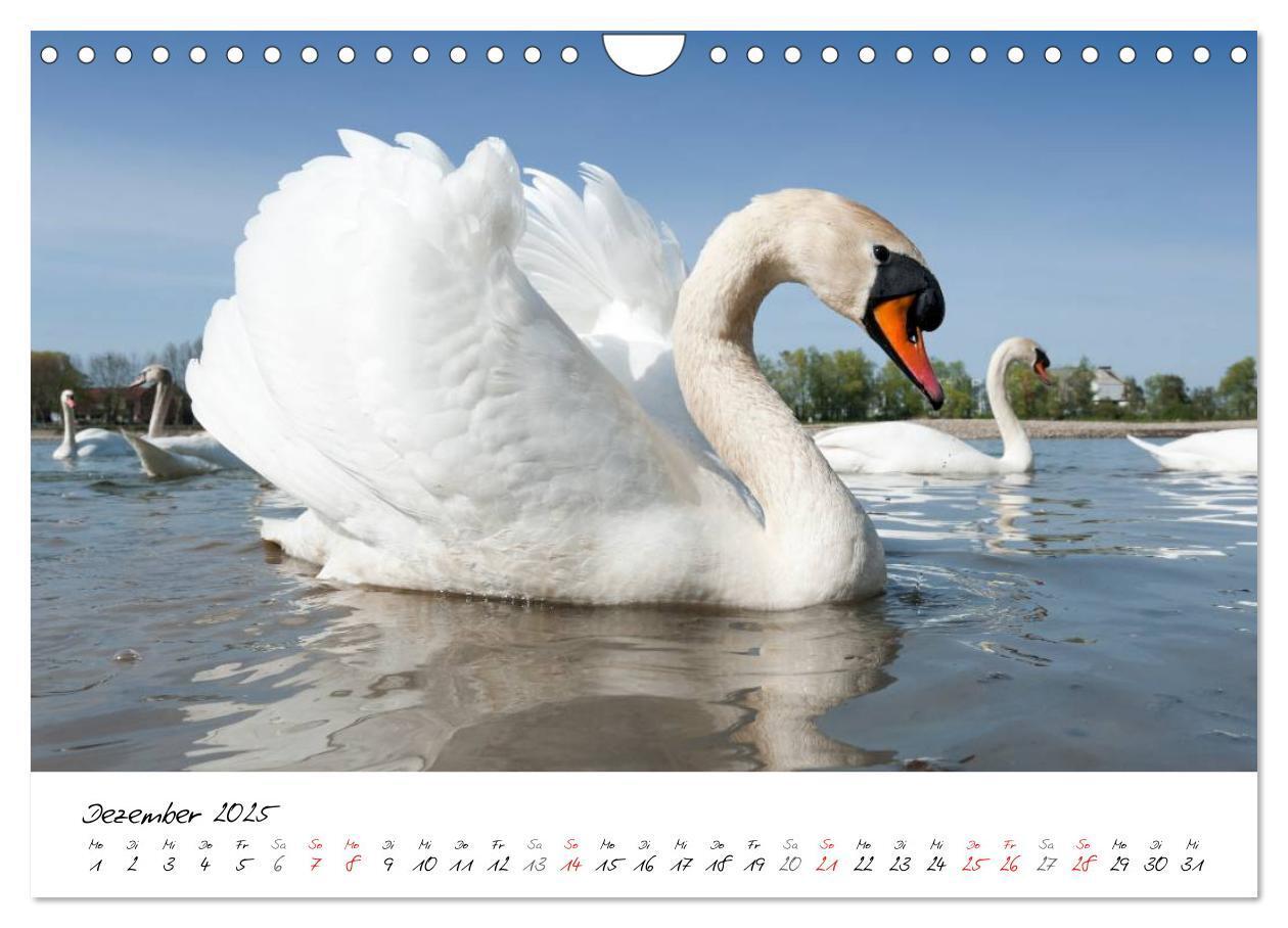 Bild: 9783435651313 | Vom Küken zum Schwan (Wandkalender 2025 DIN A4 quer), CALVENDO...