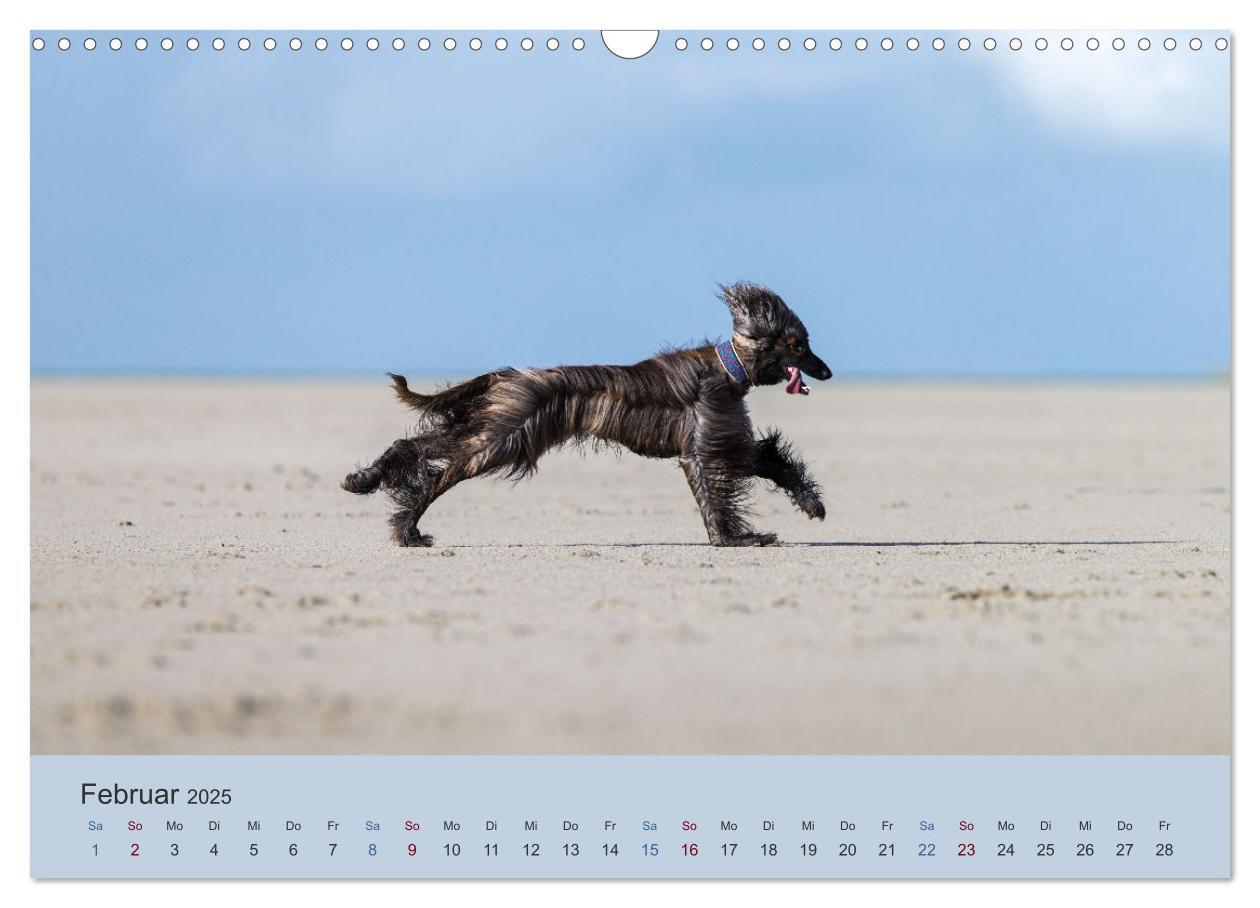 Bild: 9783435413324 | AFGHANISCHE WINDHUNDE 2025 (Wandkalender 2025 DIN A3 quer),...