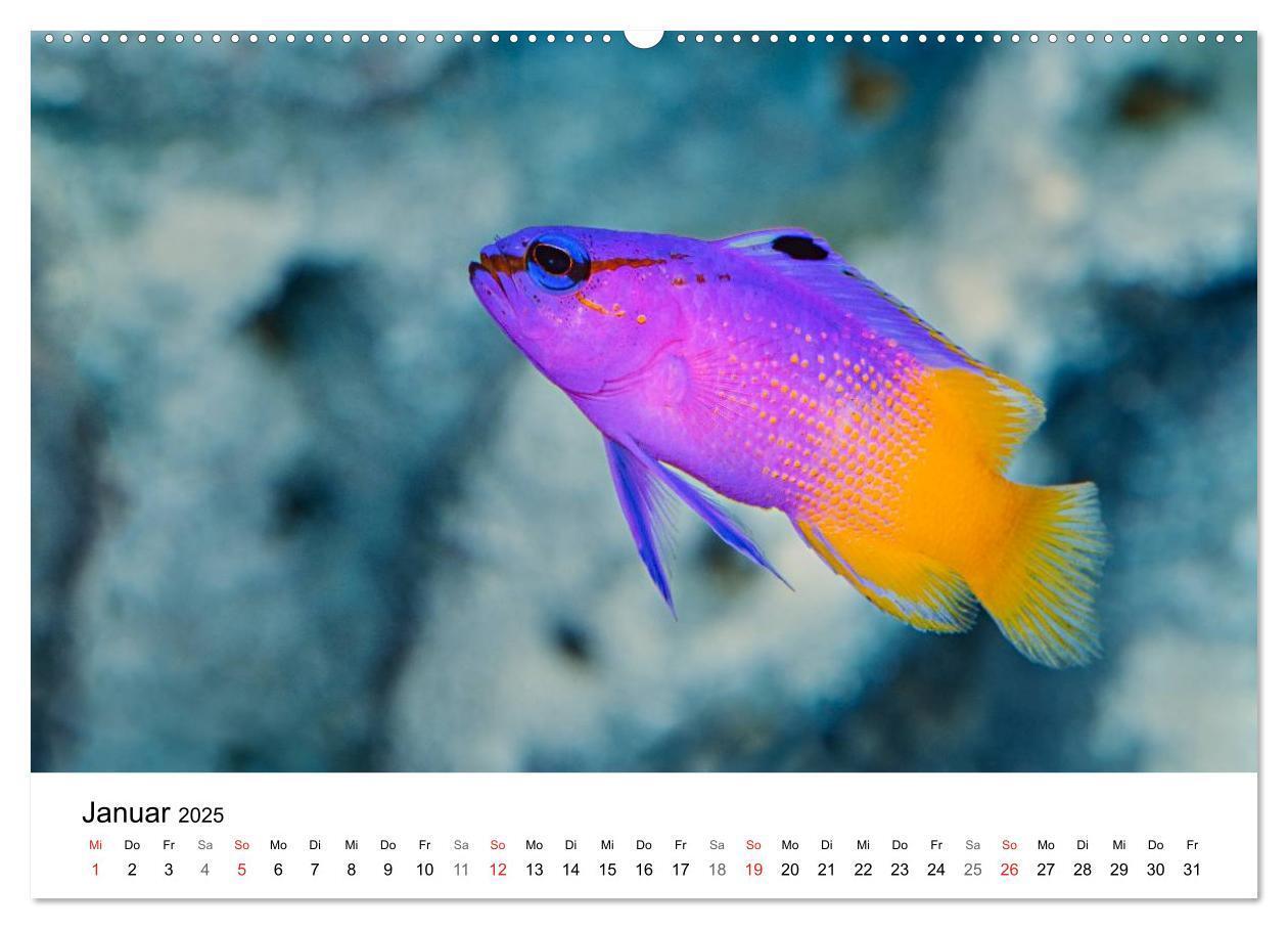 Bild: 9783435793587 | Fischzauber - Wundervolle Aquarienfische (Wandkalender 2025 DIN A2...