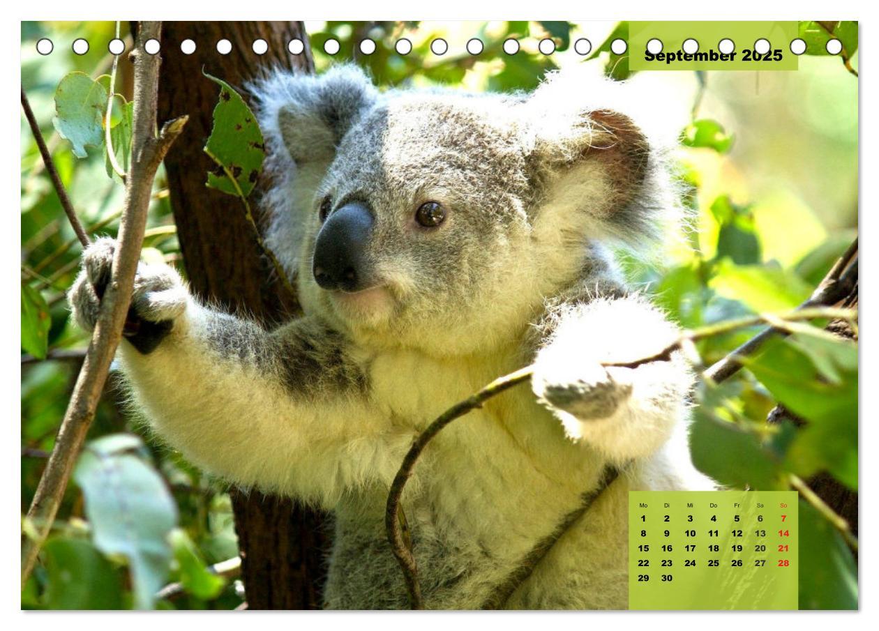 Bild: 9783435049752 | Koalas. Teddy-Alarm! (Tischkalender 2025 DIN A5 quer), CALVENDO...