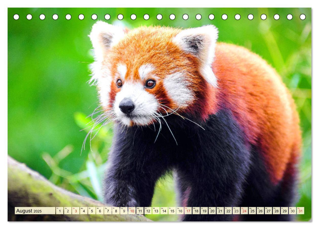 Bild: 9783435177394 | Roter Panda. Die superknuddeligen Katzenbären (Tischkalender 2025...