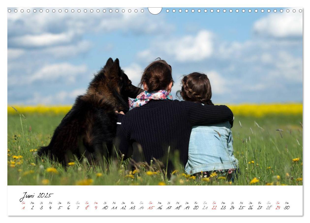 Bild: 9783435713554 | Der graue Deutsche Schäferhund (Wandkalender 2025 DIN A3 quer),...