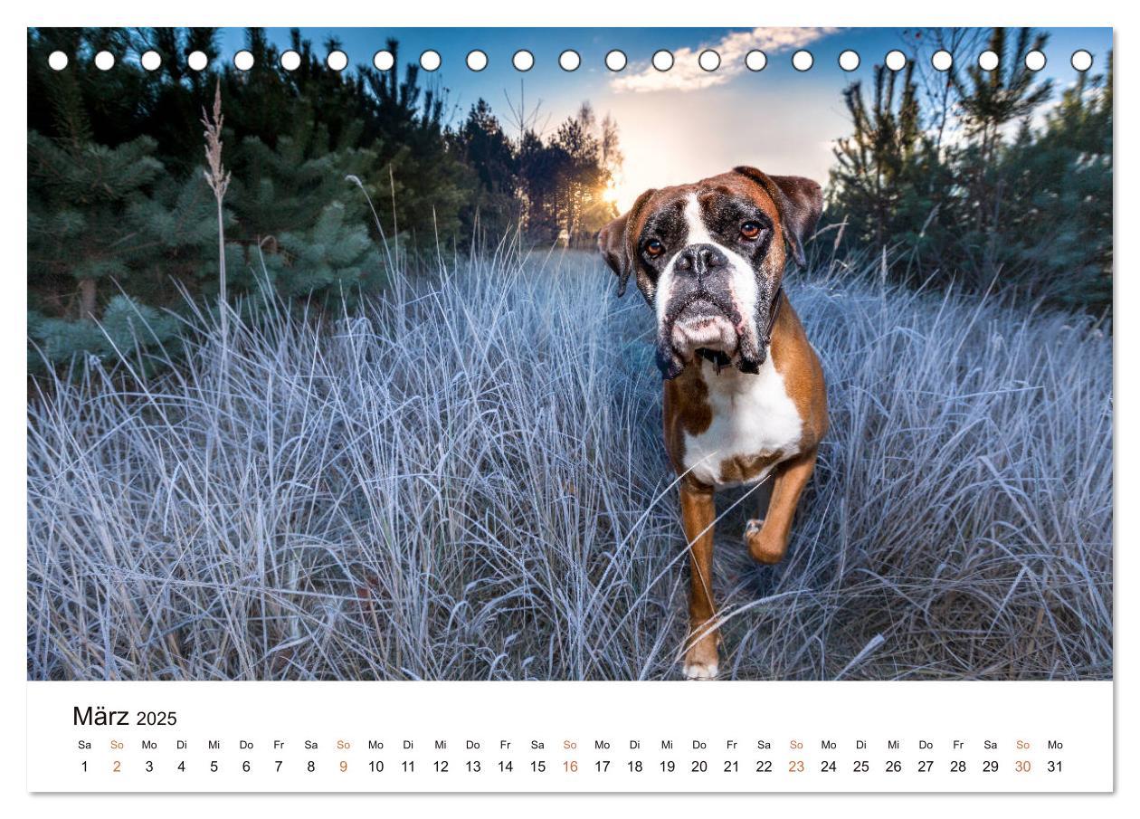 Bild: 9783435159253 | Deutscher Boxer (Tischkalender 2025 DIN A5 quer), CALVENDO...