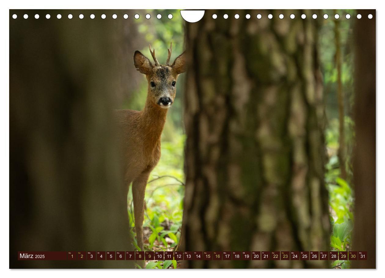 Bild: 9783457175958 | Zauberhafte Wesen - anmutiges Rehwild (Wandkalender 2025 DIN A4...