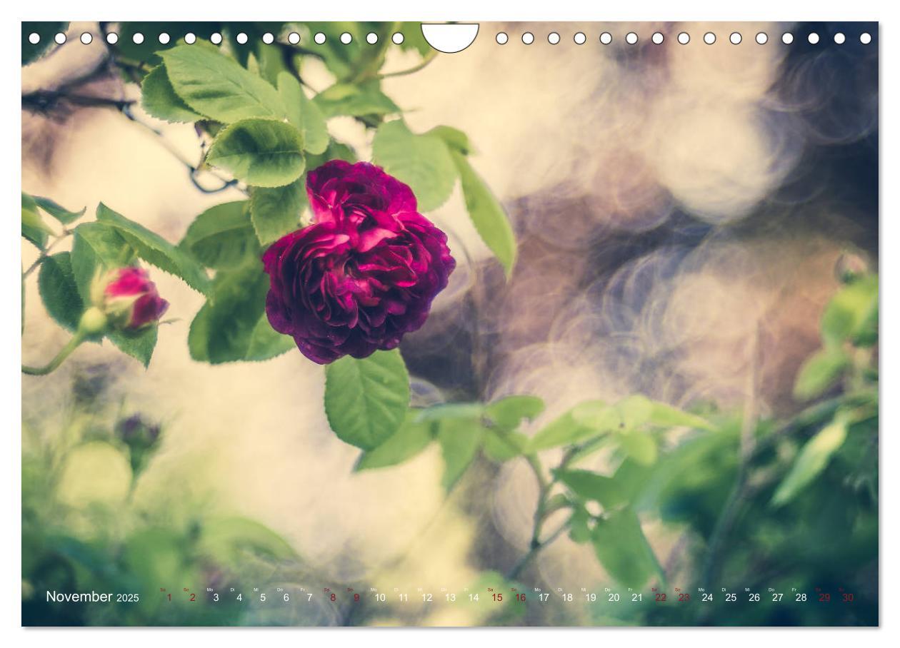 Bild: 9783435391325 | Die Welt der Alten Rosen (Wandkalender 2025 DIN A4 quer), CALVENDO...