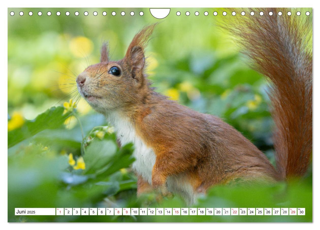 Bild: 9783435670338 | Eichhörnchen im Königlichen Garten (Wandkalender 2025 DIN A4 quer),...