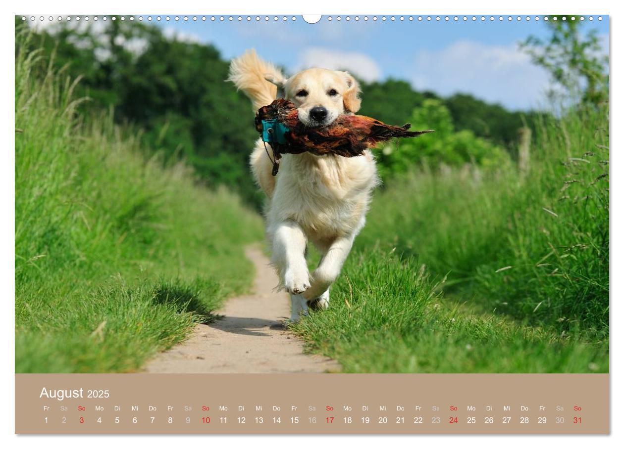 Bild: 9783435743551 | Golden Retriever (Wandkalender 2025 DIN A2 quer), CALVENDO...