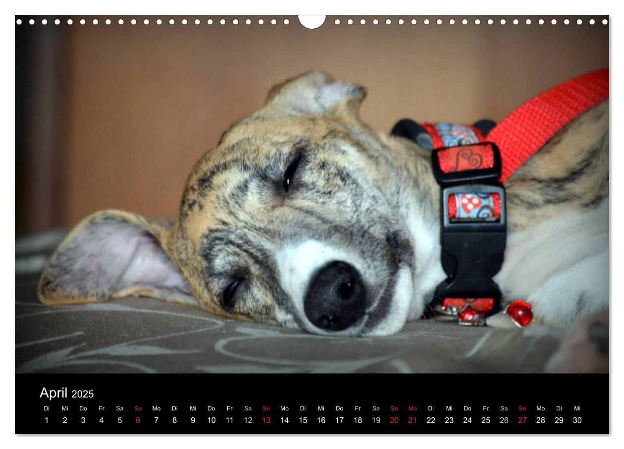 Bild: 9783435650798 | Whippet 2025 (Wandkalender 2025 DIN A3 quer), CALVENDO Monatskalender