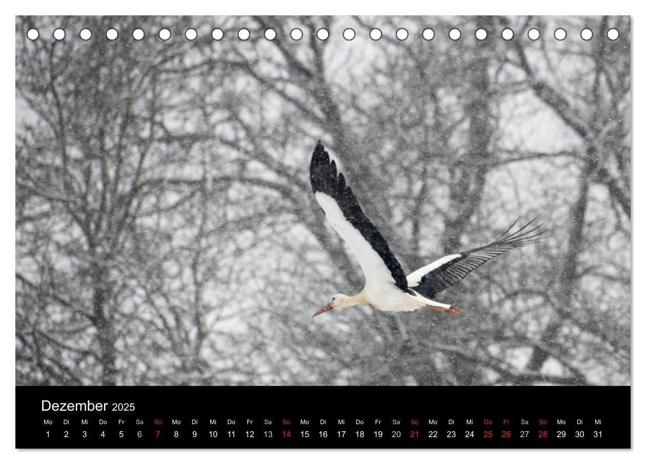 Bild: 9783435526529 | Ein Jahr bei den Störchen (Tischkalender 2025 DIN A5 quer),...