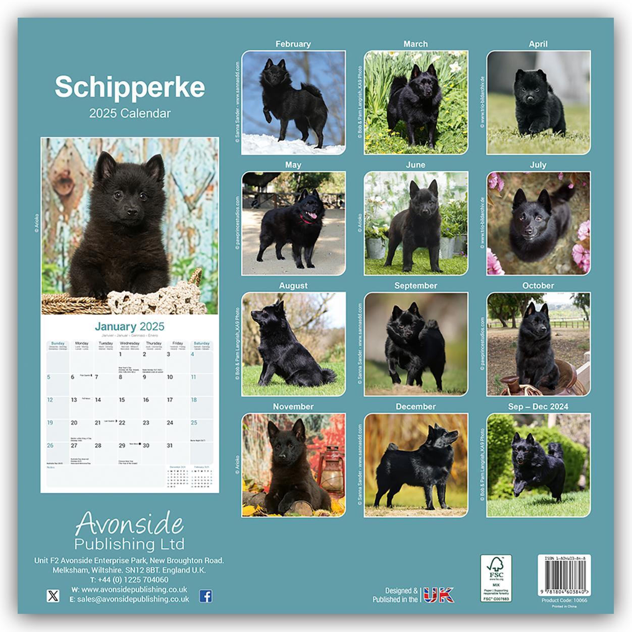 Rückseite: 9781804603840 | Schipperke 2025 - 16-Monatskalender | Avonside Publishing Ltd | 13 S.