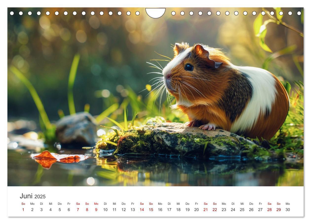 Bild: 9783383812255 | Wuschelbande - Ein Jahr voller Meerschweinchen (Wandkalender 2025...