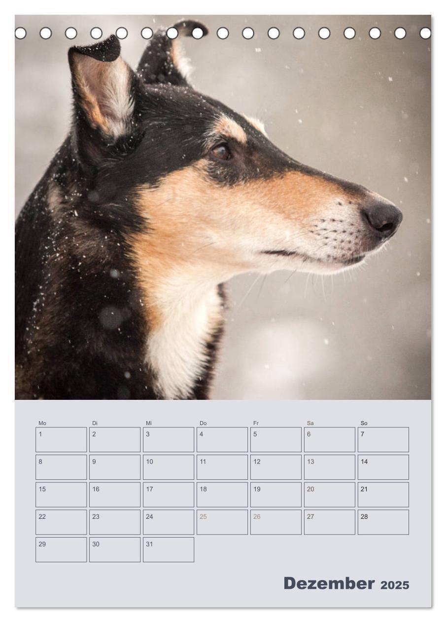 Bild: 9783457051276 | Kurzhaarcollies (Tischkalender 2025 DIN A5 hoch), CALVENDO...