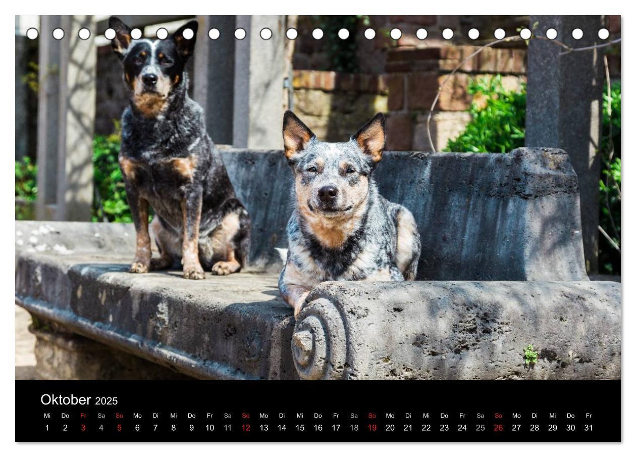 Bild: 9783435462421 | Australian Cattle Dogs zwischen Kunst und Kultur (Tischkalender...