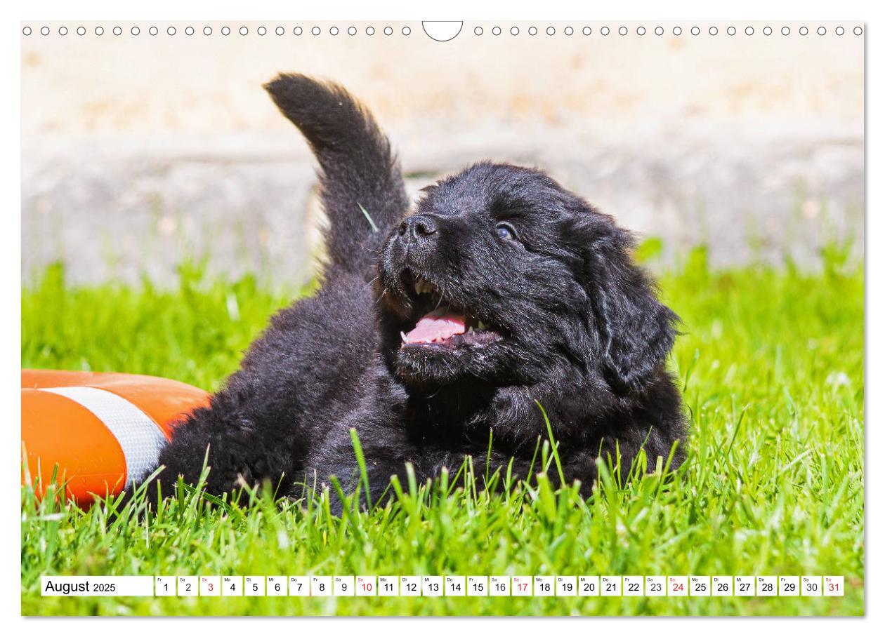 Bild: 9783435214655 | Neufundländer - Alle fangen mal klein an (Wandkalender 2025 DIN A3...