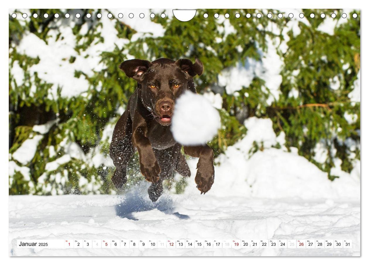 Bild: 9783435313037 | Freund auf 4 Pfoten - Labrador Retriever (Wandkalender 2025 DIN A4...