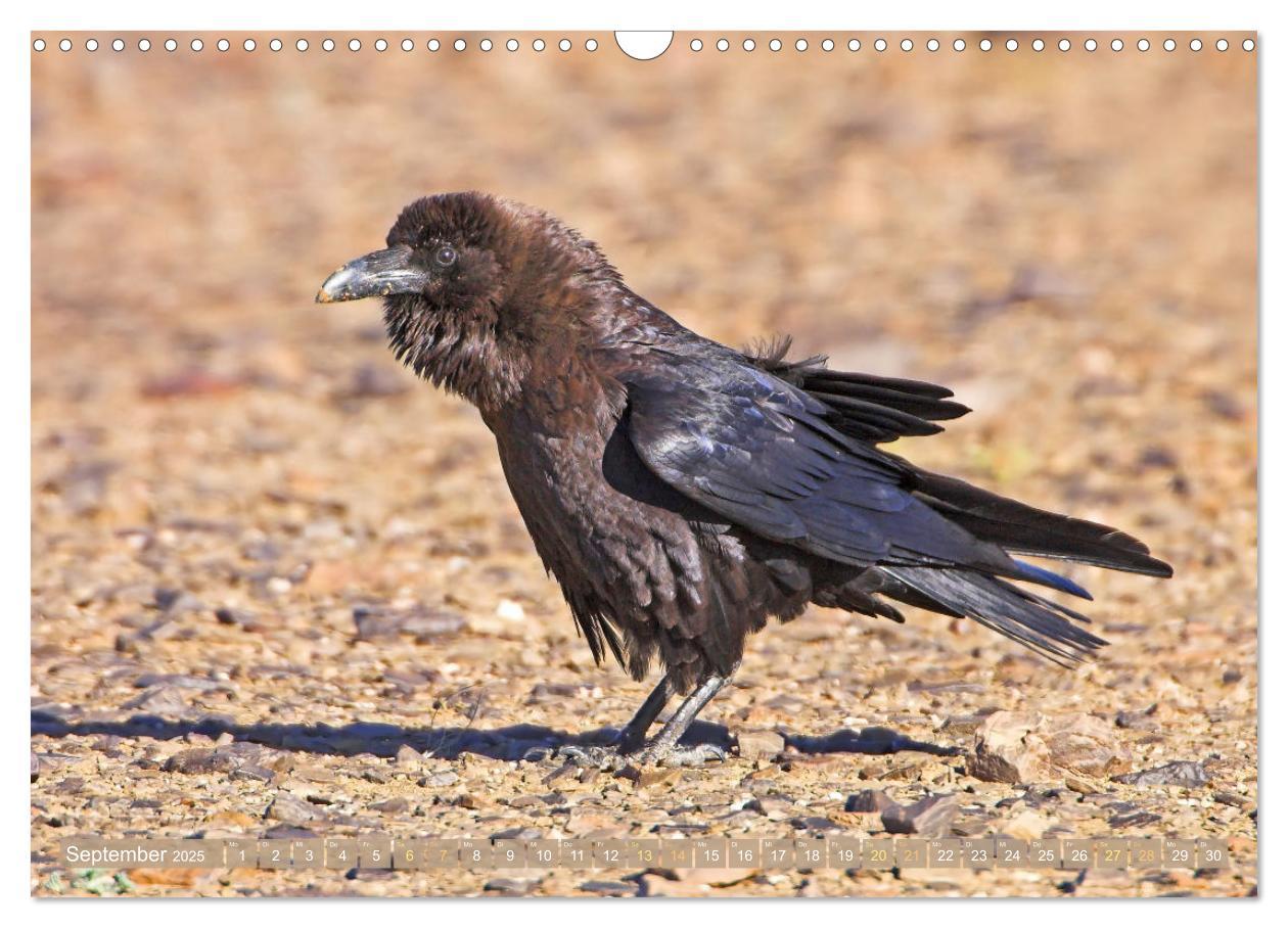 Bild: 9783383776632 | Rabenvögel: Schwarz, schlau, schön (Wandkalender 2025 DIN A3 quer),...