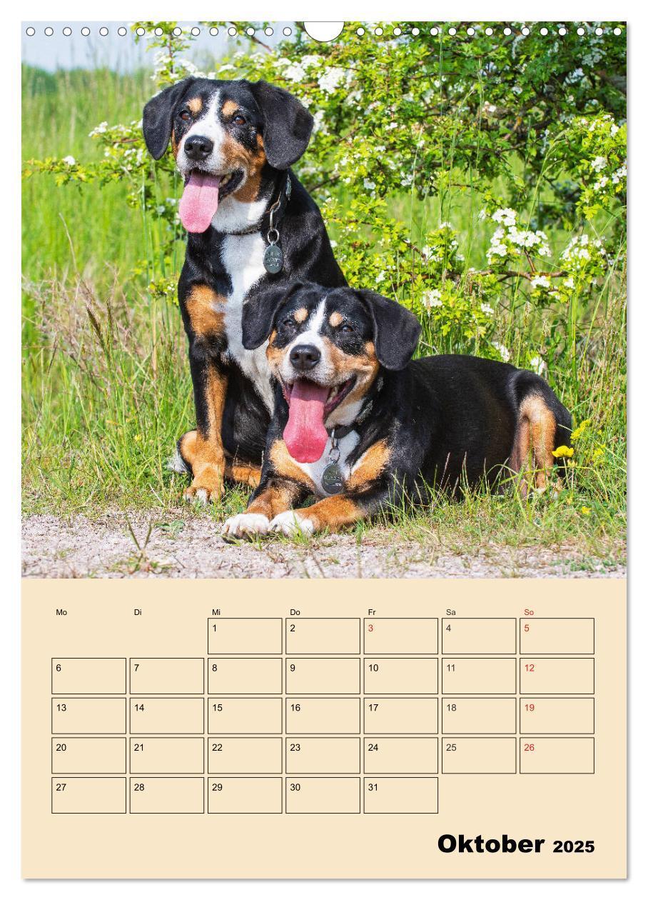 Bild: 9783435958832 | Jahresplaner Entlebucher Sennenhund (Wandkalender 2025 DIN A3...