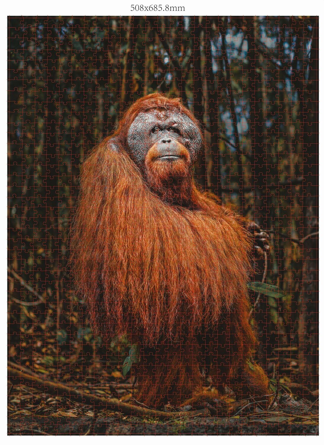 Bild: 4897049307865 | AMBASSADOR - Orang-Utan 1000 Teile (Donal Boyd) | Donal Boyd | Spiel