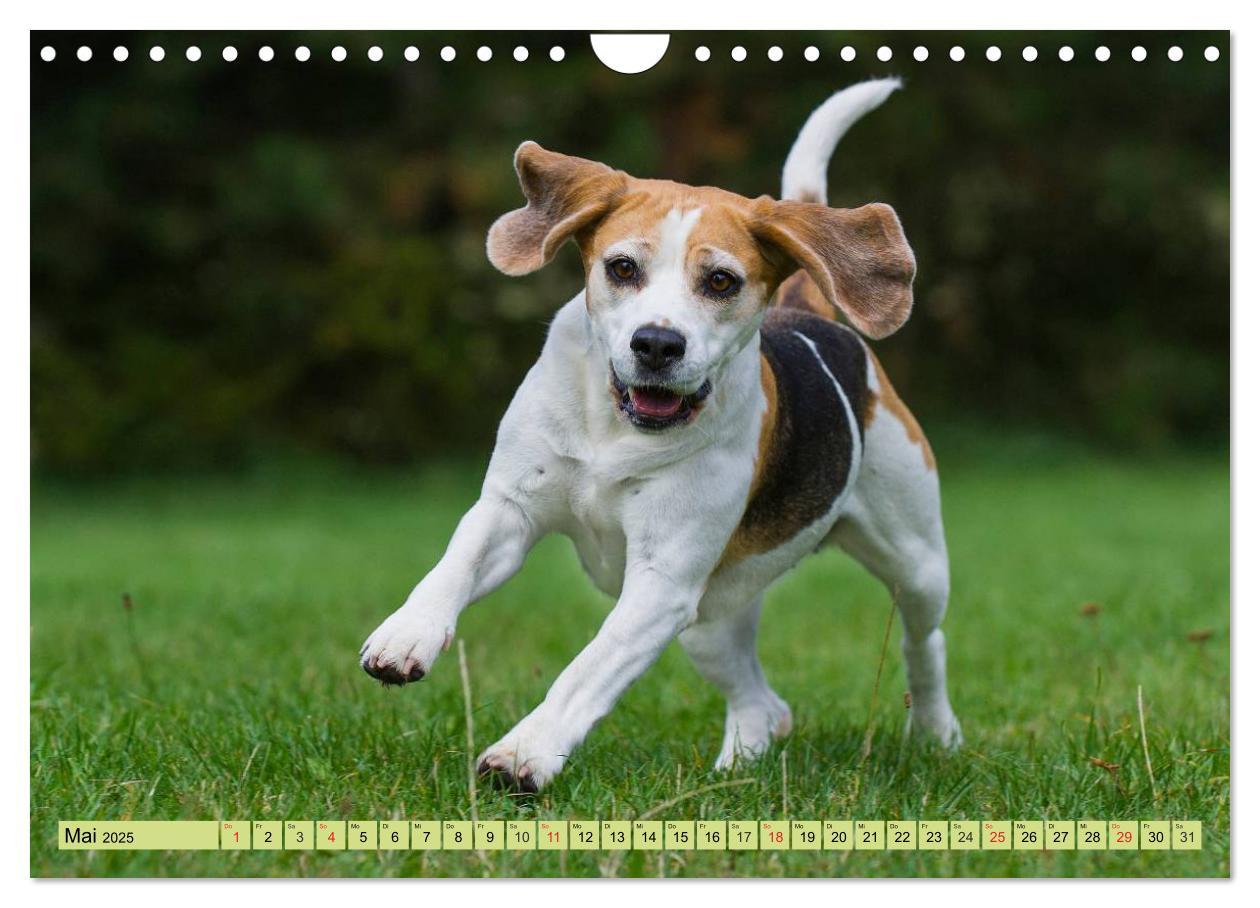 Bild: 9783435575800 | Beagle - Herz auf 4 Pfoten (Wandkalender 2025 DIN A4 quer),...