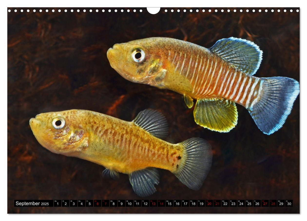 Bild: 9783383911651 | Outdoor-Aquaristik (Wandkalender 2025 DIN A3 quer), CALVENDO...