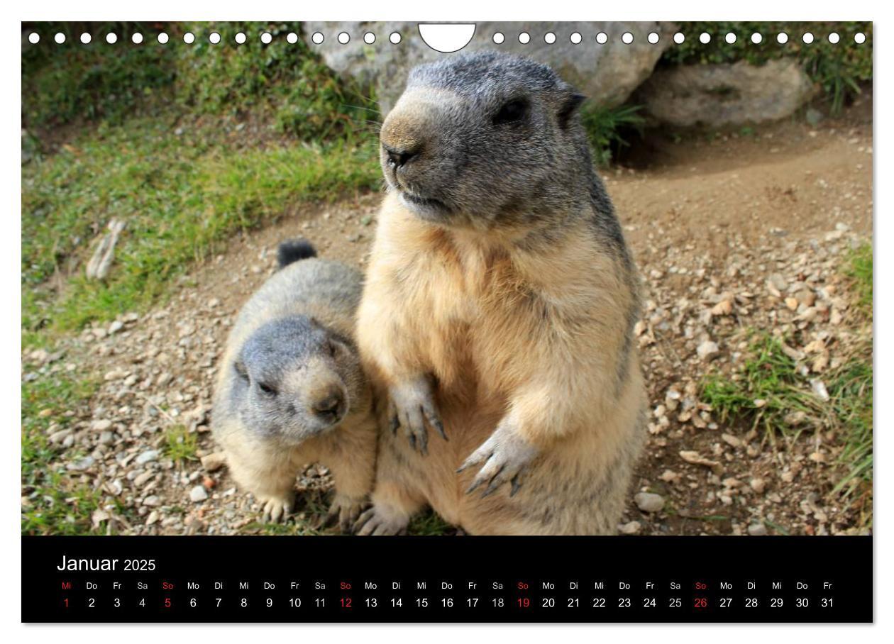 Bild: 9783435784622 | Murmeltiere (Wandkalender 2025 DIN A4 quer), CALVENDO Monatskalender