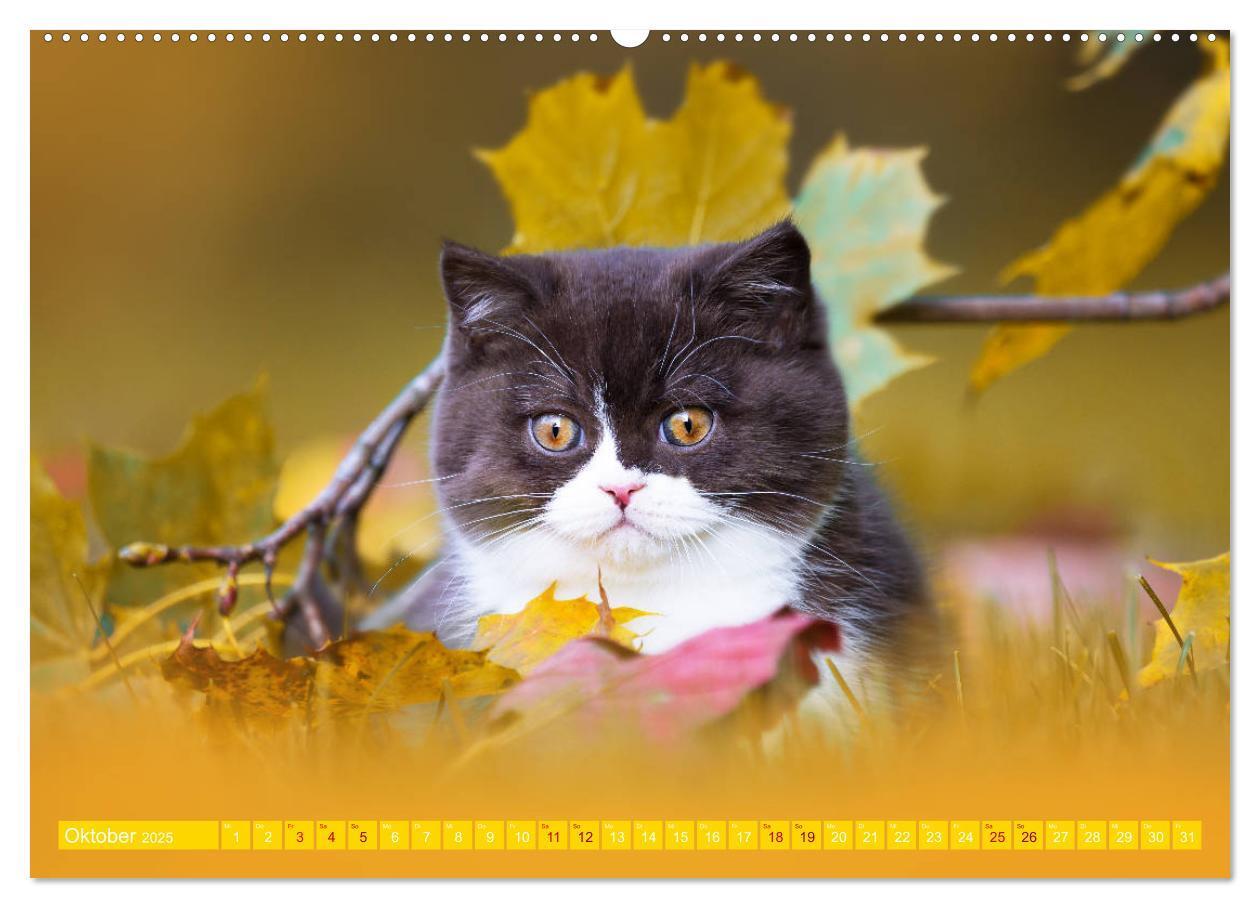 Bild: 9783435340941 | Katzenkinder - Britisch Kurzhaar (Wandkalender 2025 DIN A2 quer),...