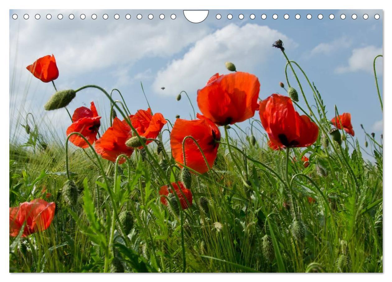 Bild: 9783435218646 | Ein Traum von Mohn (Wandkalender 2025 DIN A4 quer), CALVENDO...