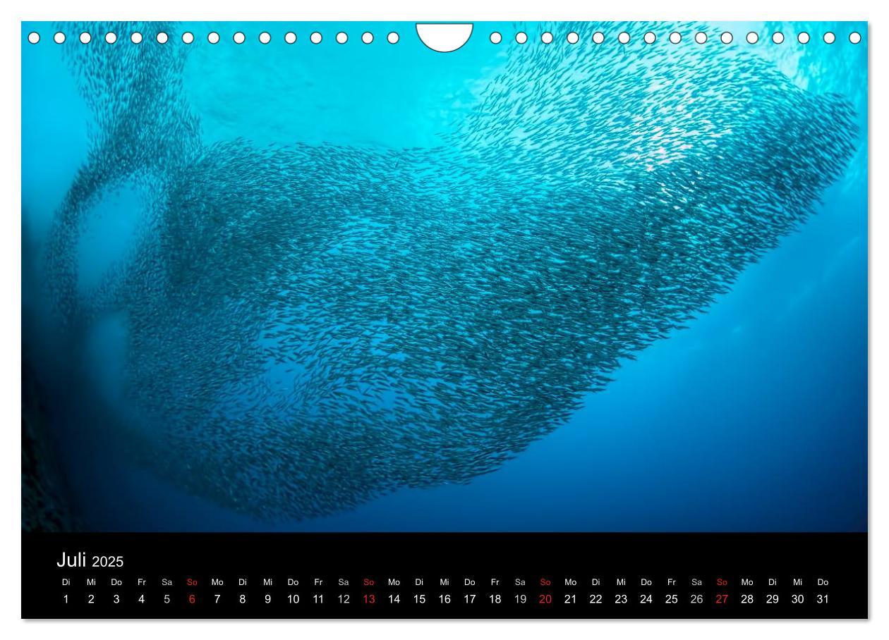 Bild: 9783435611751 | Fischschwärme (Wandkalender 2025 DIN A4 quer), CALVENDO Monatskalender