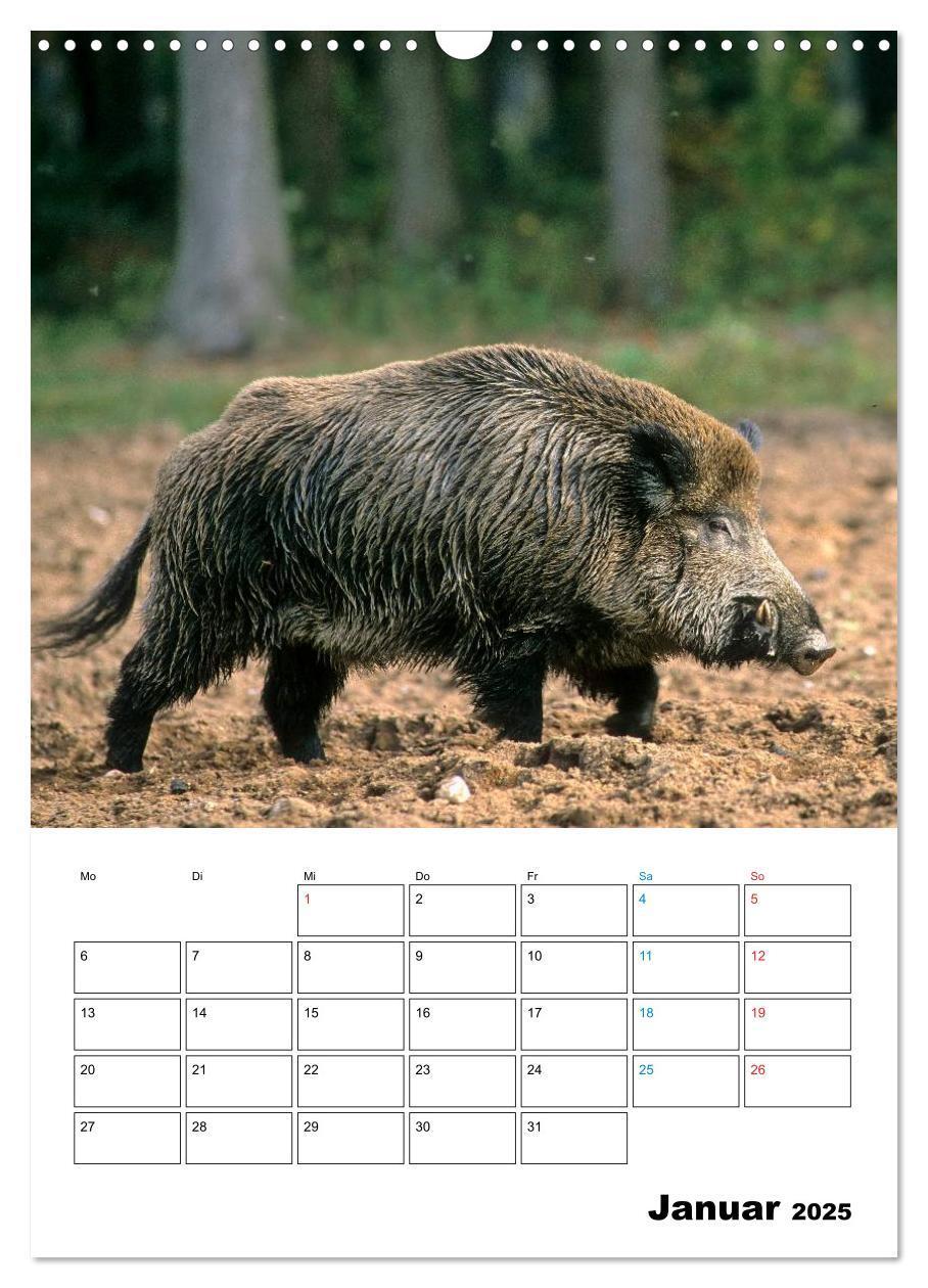 Bild: 9783457077863 | Schweine 2025 (Wandkalender 2025 DIN A3 hoch), CALVENDO Monatskalender