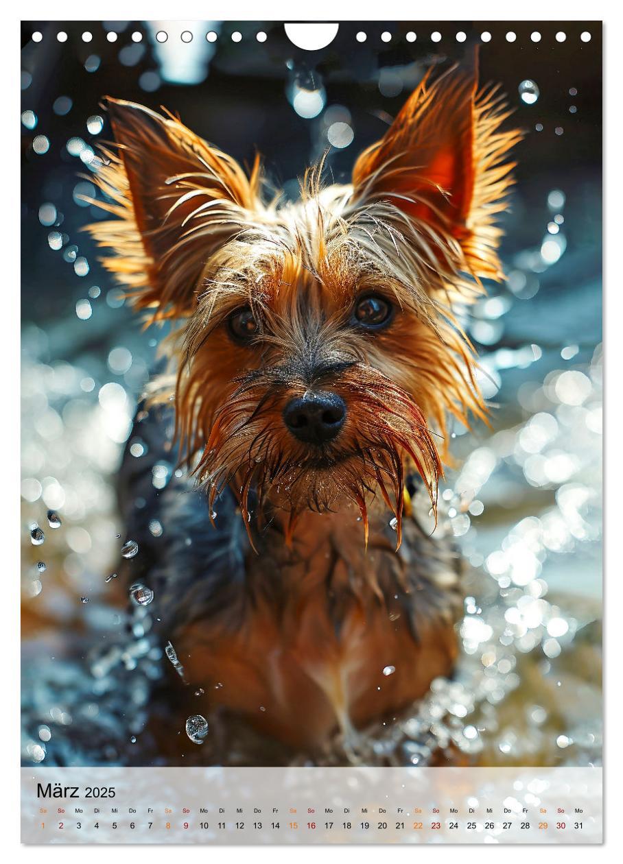 Bild: 9783383771699 | Yorkshire Terrier - ein Hund mit starkem Charakter (Wandkalender...