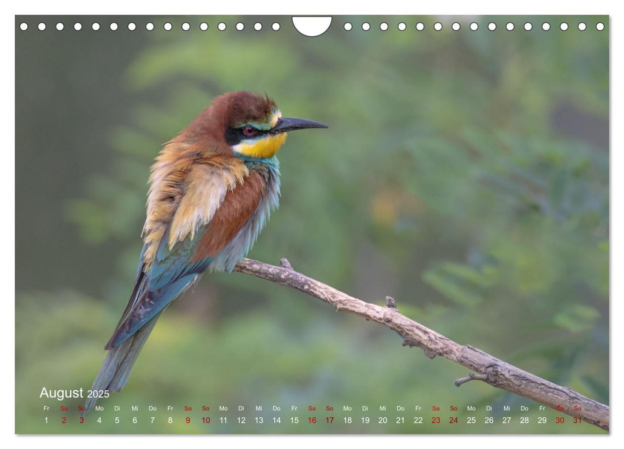 Bild: 9783435099597 | Moments in Nature (Wandkalender 2025 DIN A4 quer), CALVENDO...