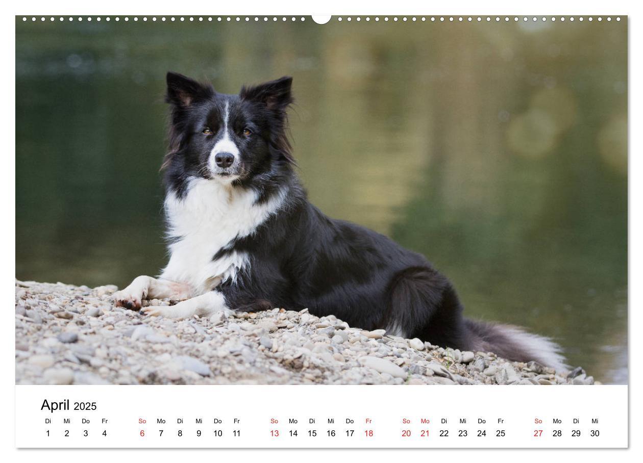 Bild: 9783435188130 | Border Collie - Bunt und clever! (hochwertiger Premium Wandkalender...