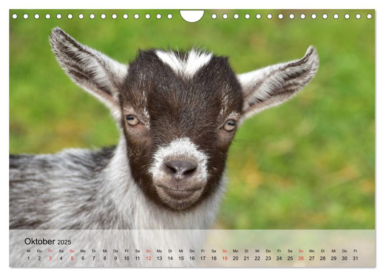 Bild: 9783435601271 | Ziegen. Kluge Freigeister (Wandkalender 2025 DIN A4 quer), CALVENDO...