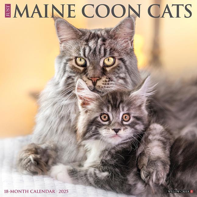 Cover: 9781549243813 | Just Maine Coon Cats 2025 12 X 12 Wall Calendar | Willow Creek Press