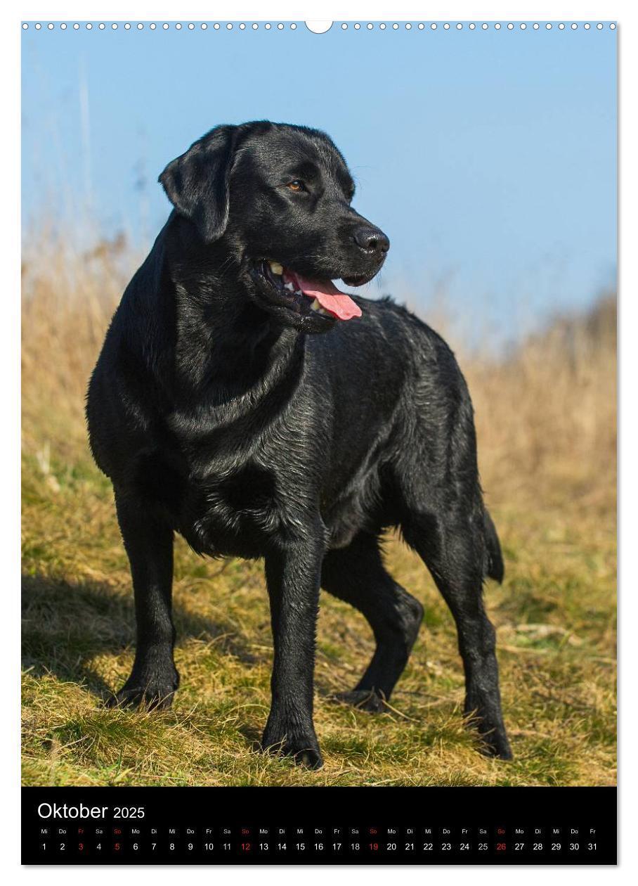 Bild: 9783457048573 | Faszination Labrador Retriever (Wandkalender 2025 DIN A2 hoch),...