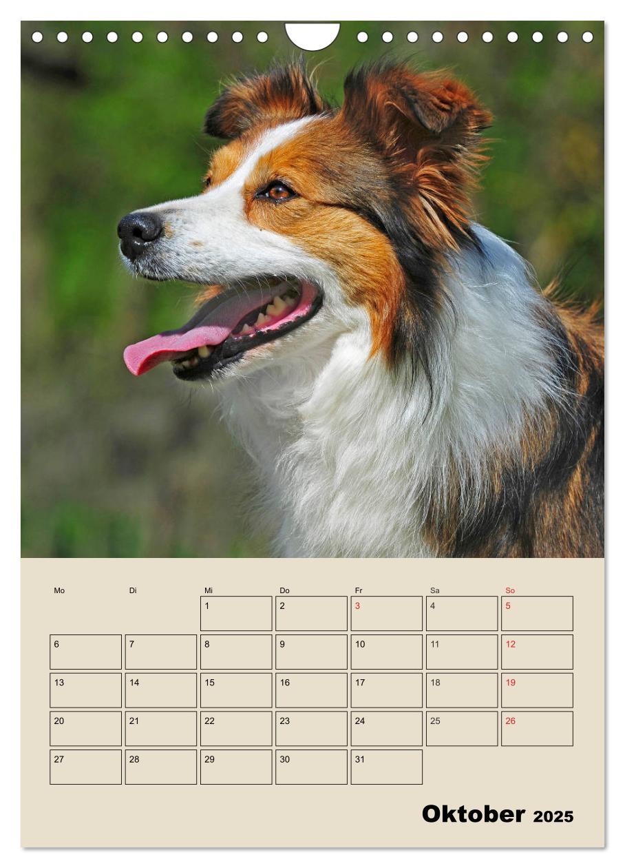 Bild: 9783435959617 | Border Collie - Ein Familienplaner (Wandkalender 2025 DIN A4 hoch),...