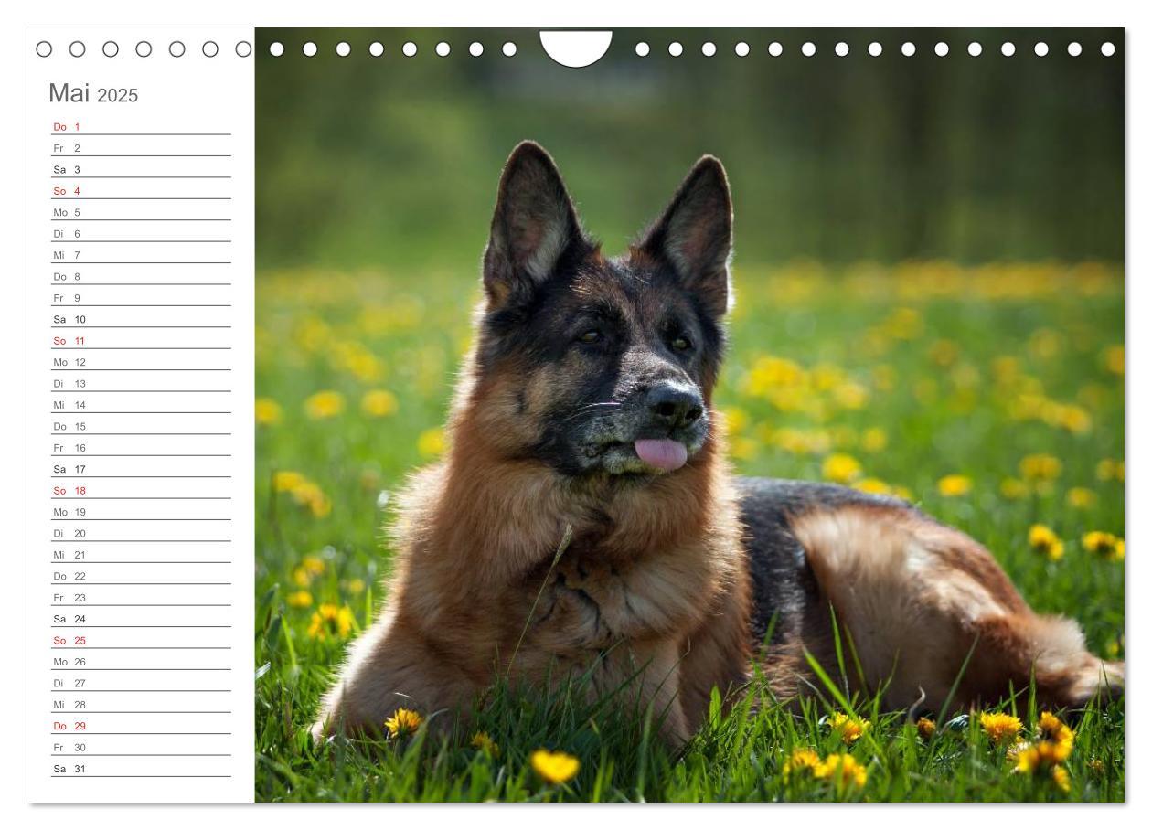 Bild: 9783435474035 | Deutsche Schäferhunde Seelentröster (Wandkalender 2025 DIN A4...