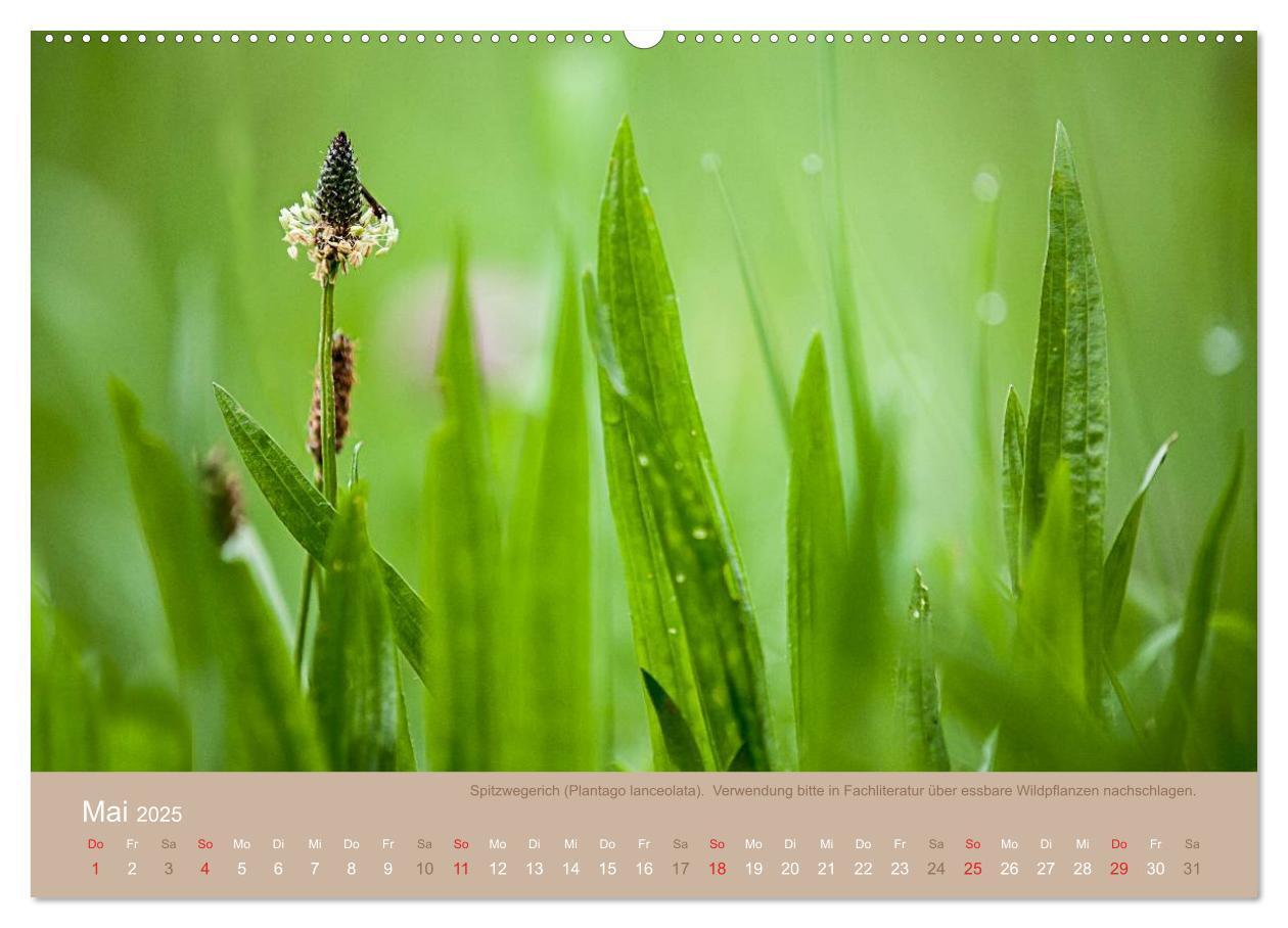 Bild: 9783435662128 | WILD, ESSBAR UND GESUND Essbare Wildpflanzen (Wandkalender 2025 DIN...